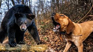 Bear Hunting with Multiple Dog Packs!!