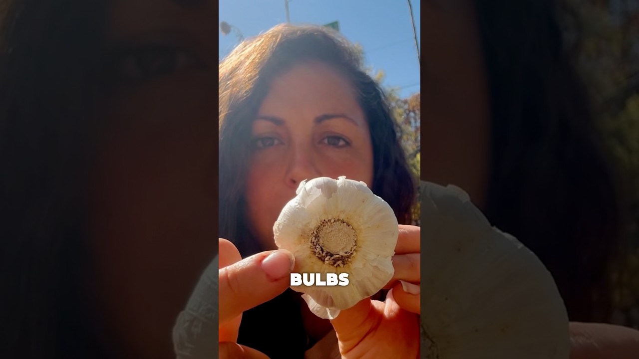 Garlic: Softneck vs Hardneck, what’s the difference?!? 