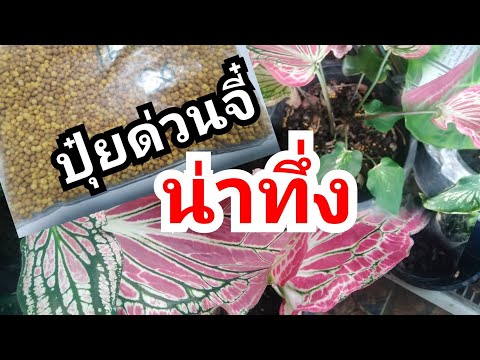 ผลสลากกินแบ่งรัฐบาล วันที่ 1 พย. 2567