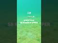 モアザン SBロデムRアッパー｜MORETHAN SB RODEM R UPPER