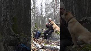 На пикник в лес с собакой