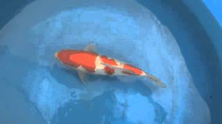 No.3 阪井紅白 38㎝ 当歳 メス 親鯉／ミスジャパンⅢ