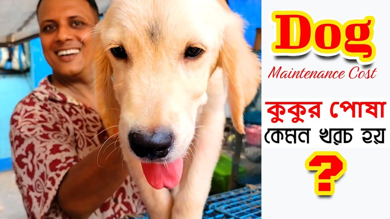 Cheap Price Dog In Kolkata Gallif Street Pet Market Kolkata Recent
