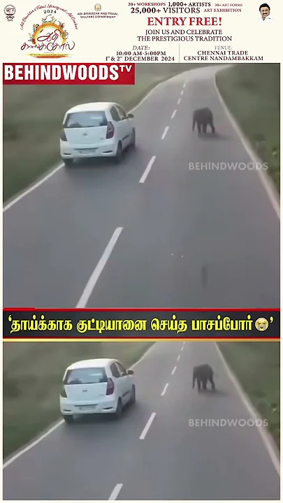 தாய்க்காக குட்டி யானை நடந்திய பாசப்போர் ? 'எங்கம்மா விட்டு போன' ? தாயை பிரிந்த வலி