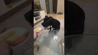 Dog Got Confused While Choosing Its Food from a Dish Held by Owner