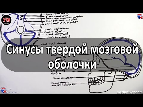 Видео: Пазухи пазухи в анатомии головы, схемы и рисунки - Карты тела