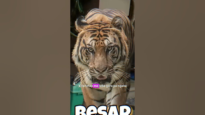 ALSHAD BINGUNG BEDAIN JINORA DAN TEONA😭