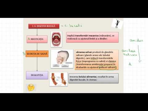 Fiziologia sistemului digestiv