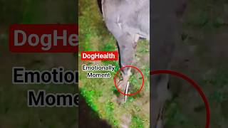 very emotional seen 😱😭😢#DogCare #PetFirstAid #PawInjury #DogHealth #PetCareTips #Urdu #Hindi