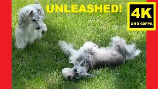 UNLEASHED! Summer ‘23  Miniature Schnauzer Brothers
