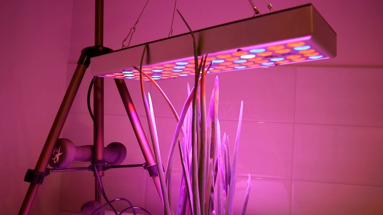 Full Spectrum Grow Lamp For Plants unboxing & test on The Onions