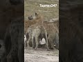 cheetah and Hyenas survival in savanna #animalshorts #topnews #exploremore #widebody