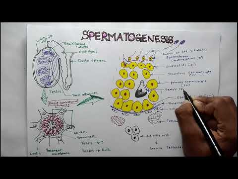 SPERMATOGENESIS & SPERMIOGENESIS : Everythimg you need to know