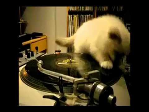 Коты - диджеи (подборка)