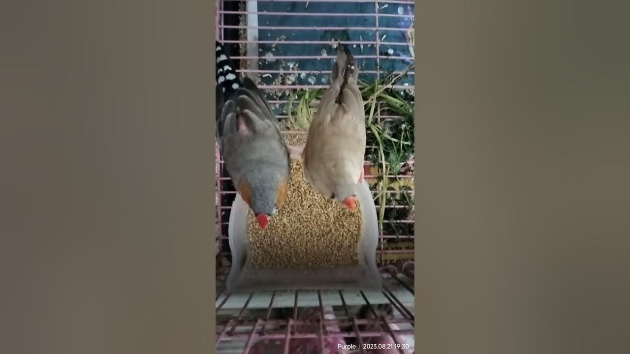 finches-l-birds-l-oviparous-animal-l-eating-foxtail-millet-l-thinai