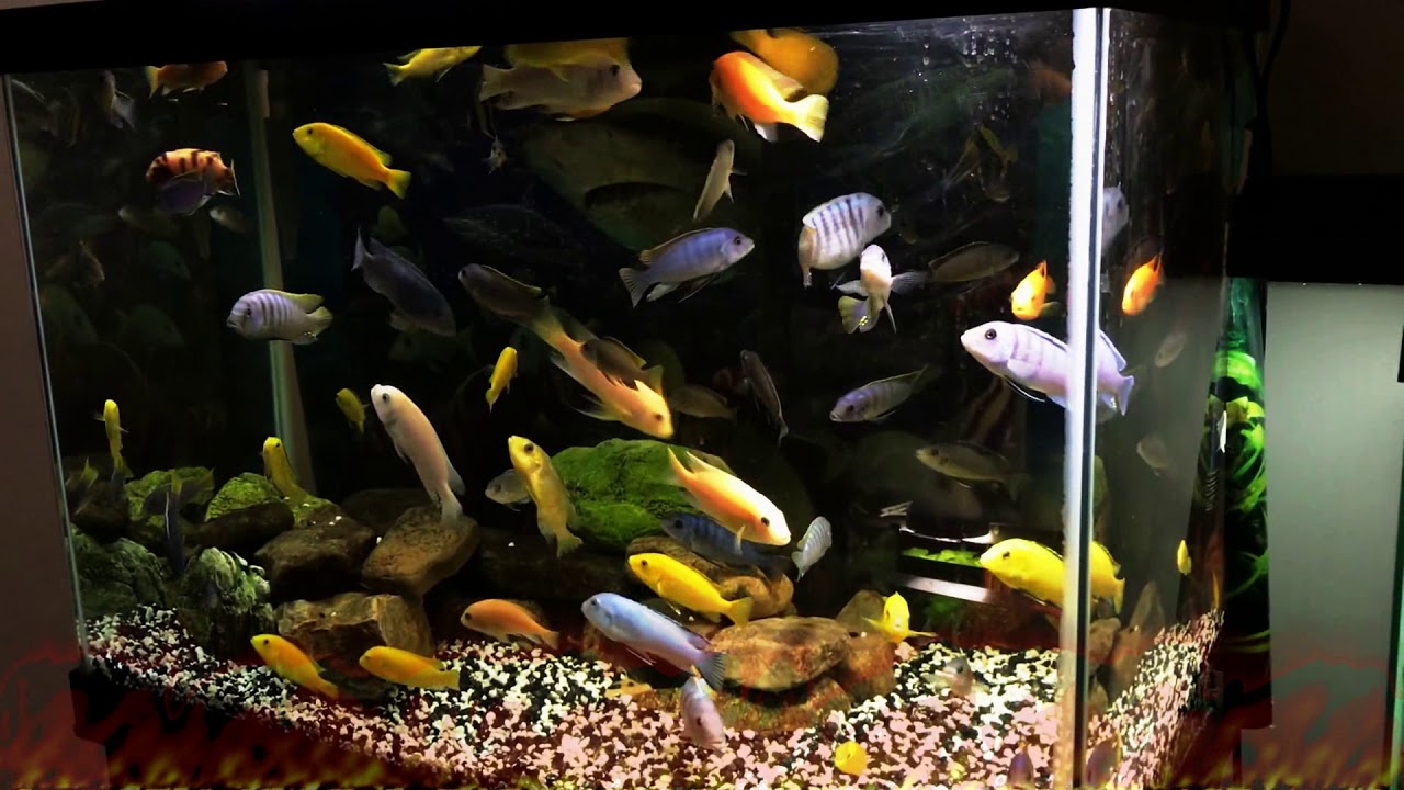African Mbuna Cichlids 65 Gallon Aquarium Setup YouTube