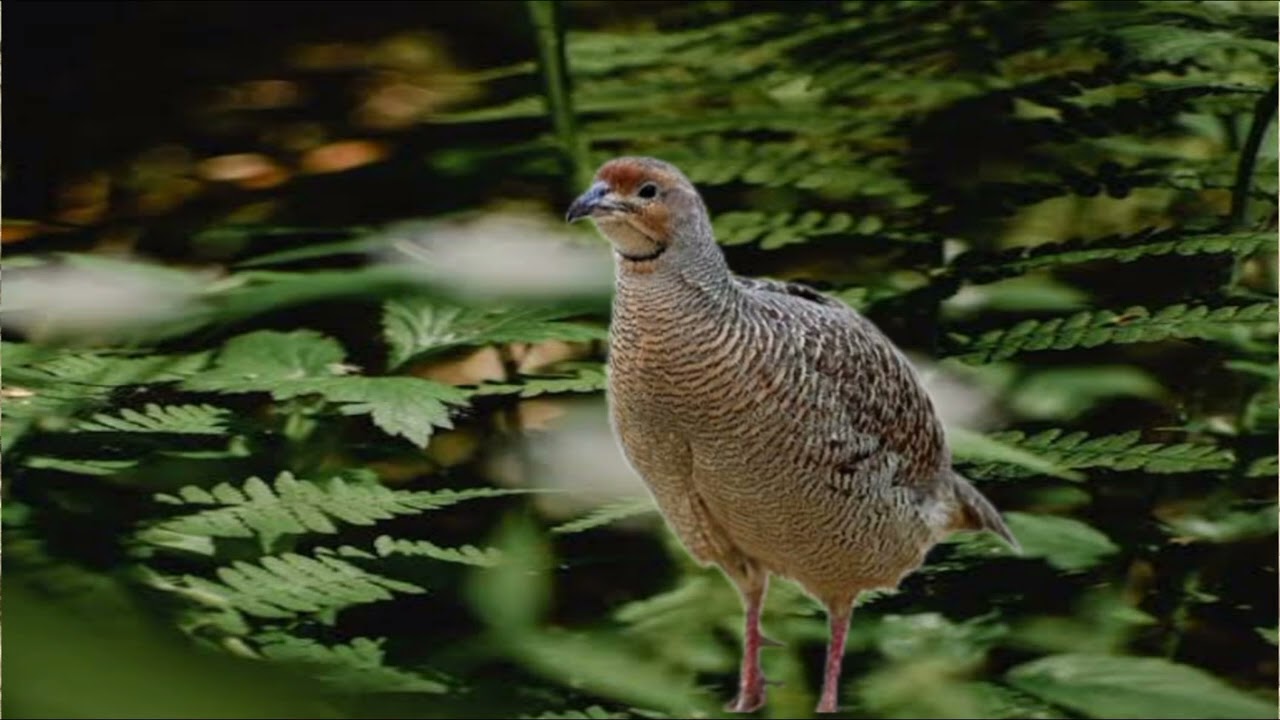  Female teetar ki awaz Dakhni teetar Irani teetar ki awaz teetar voice viral video teeter ki video
