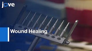 Cell Migration/Wound Healing in a 96-Well Plate | Protocol Preview