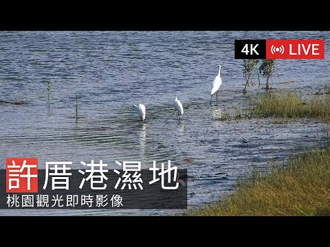 桃園許厝港濕地鳥況攝影機來源預覽