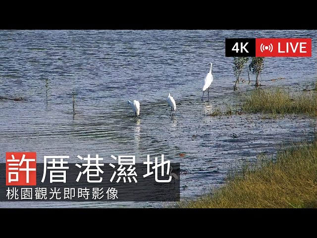  許厝港濕地即時影像