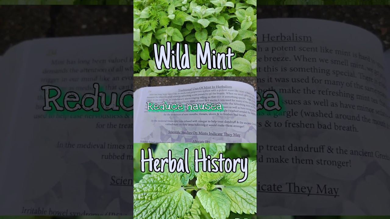 The Herbal History Of Mint! 🌱 