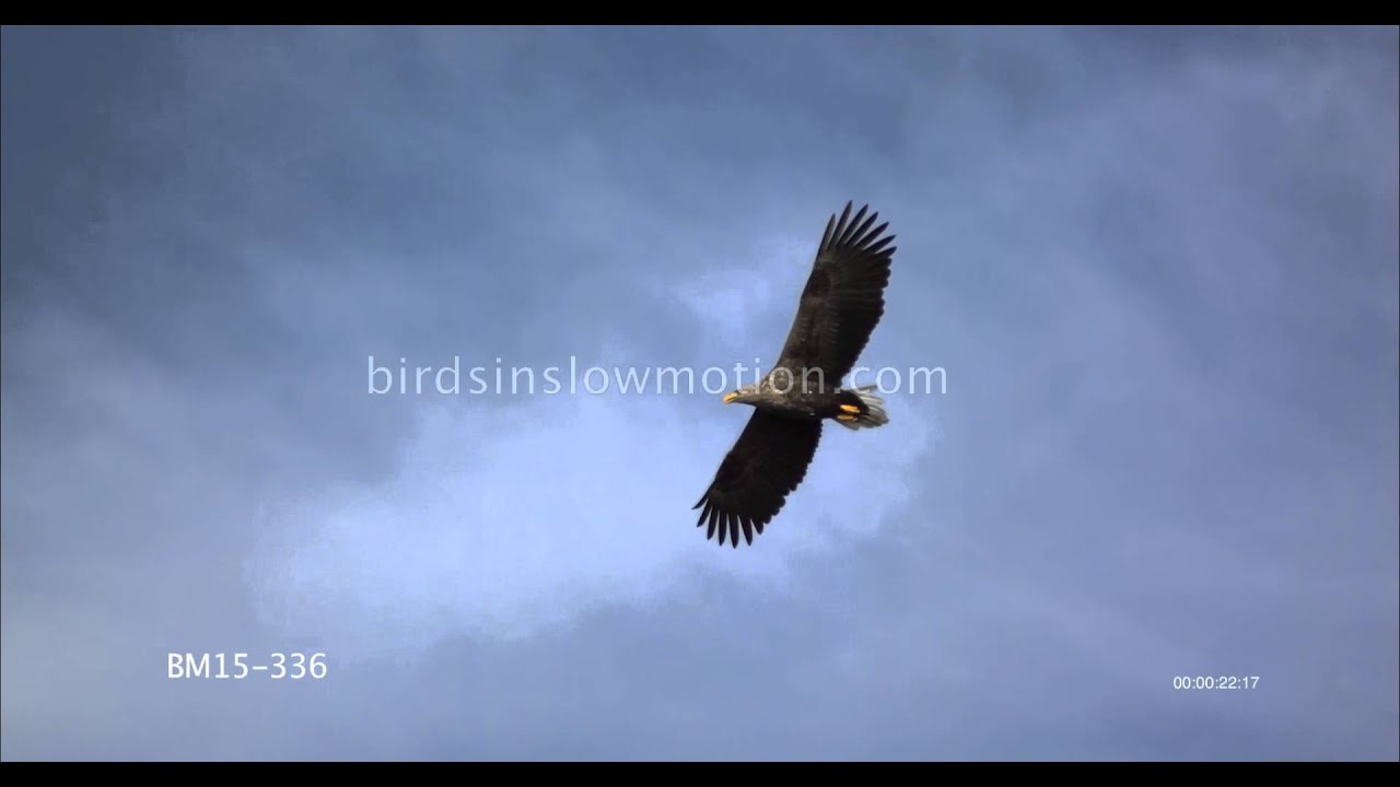 White Tailed Sea Eagle Slow Motion Flying Shot With Phantom Hd Gold