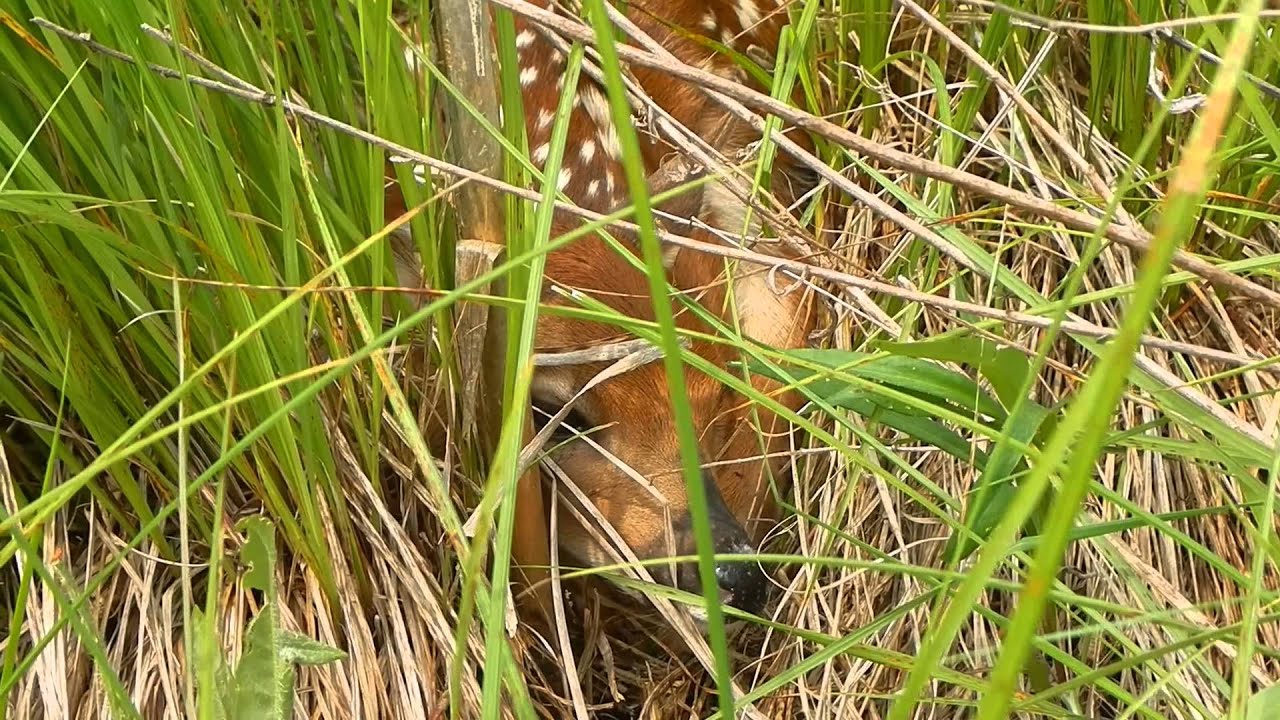 rescue dogs rock nyc Newborn fawn @ the Huron Manistee National Forest
