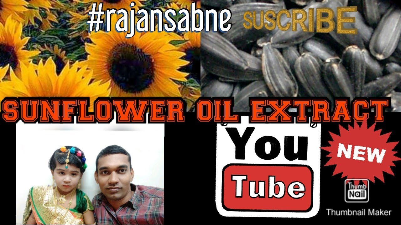 How To Extract Sunflower oil in Marathi सूर्यफुलाचे तेल कसे काढावे याचे