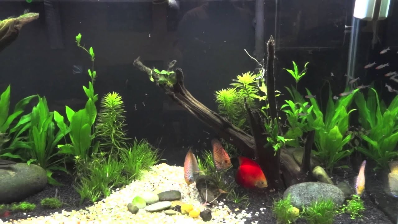 dwarf shrimp compatibility chart Discus Feeding