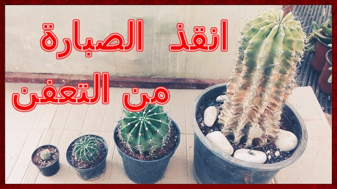 طريقة حماية الصبار من التعفن 2