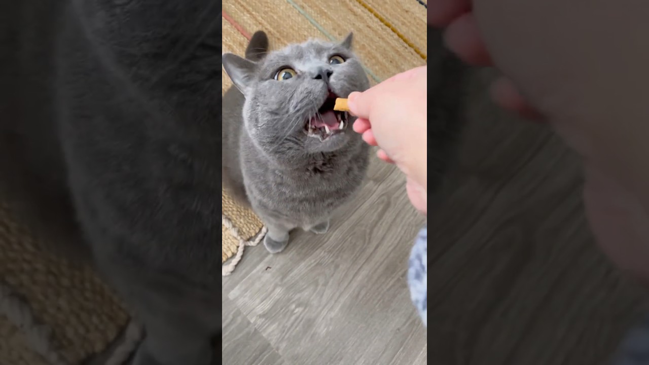 🇸🇪Day 2 Finished ✔️on to the next! #viral #sweden #cat #vintage #snow #cute #aesthetic