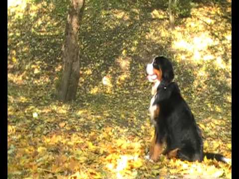 Video: Štai Ashenas Riftas, Išgyvenimo Siaubo FPS Apie Vyrą Ir Jo šunį