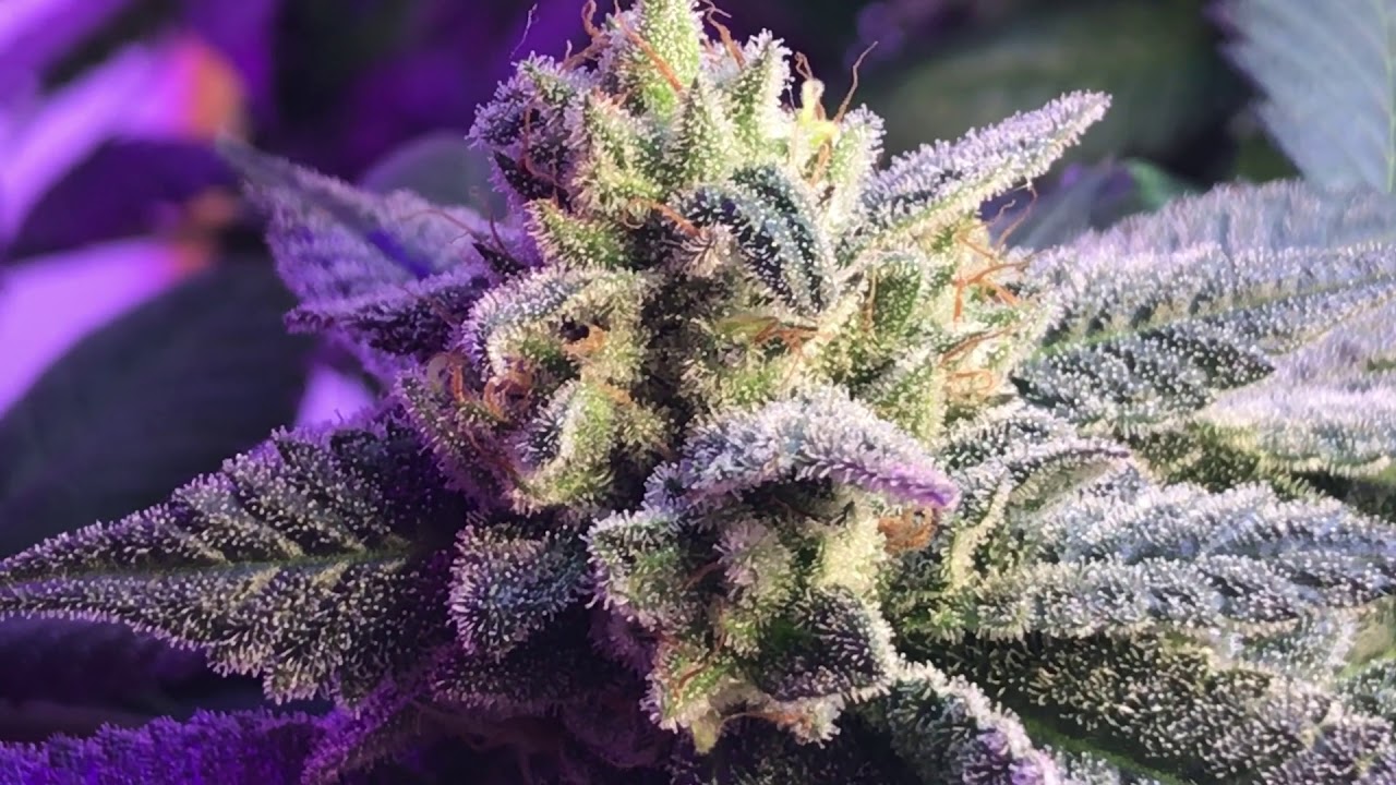 Indoor Cannabis Grow update day 41 6 Weeks flower Blue Mountain Kush