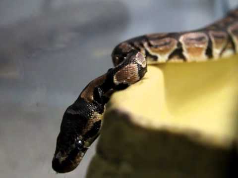 king my ball python ( python regius )