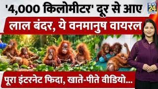 Where did 5 Orangutans come from in the forests of Odisha? Why are they not found in India? Know ... screenshot 5