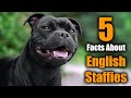 5 Facts About Staffordshire Bull Terriers
