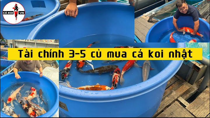 Cá koi nặng nhất bao nhiêu kg năm 2024