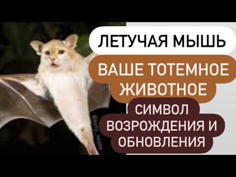 ЛЕТУЧАЯ МЫШЬ- ваше тотемное животное# символ возрождения и обновления#?