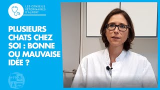 Plusieurs chats chez soi : bonne ou mauvaise idée ?