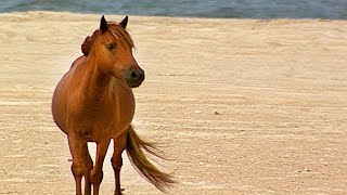 Back to the Wild: The Wild Horses of Assateague Island