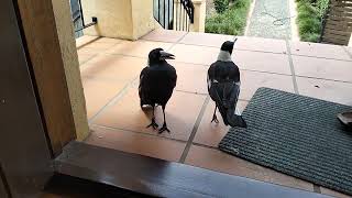 What's happened to the babies? Australian Magpie Family