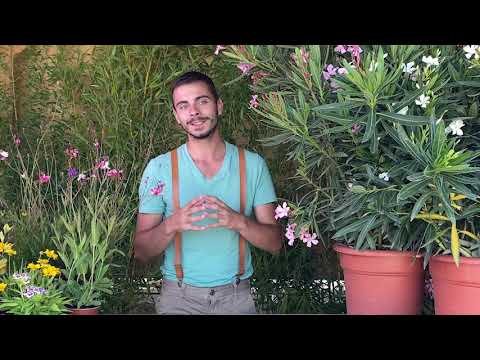 Vidéo: Oleander est une fleur dans votre maison