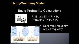 Unit 2 4 1 Hardy Weinberg Equilibrium default