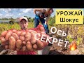 КАРТОПЛЯ, як ГОЛОВИ❗️🔥Всі СЕКРЕТИ