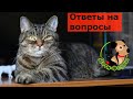 31.10.20 Ветеринар Сергей и кот Сэмыч отвечают на вопросы о кошках и собаках