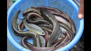 Fishing catfish  Carp fish Lots of fish Catching using Net from pond