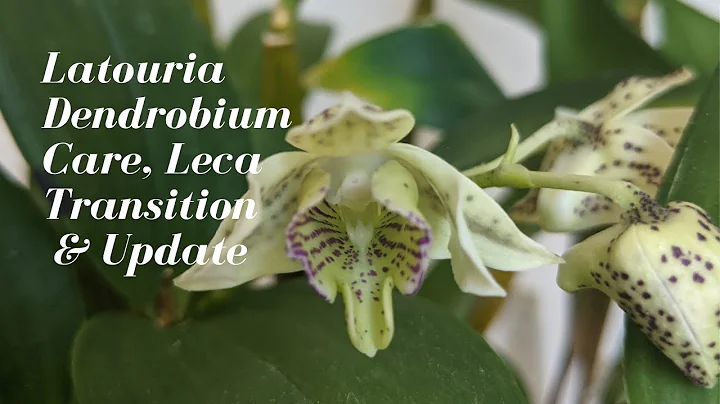 Latouria Type Dendrobium Orchid Care & Culture | S...