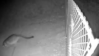 Mountain Lion 6' Fence Jump