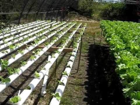 Dominica Hydroponic 1200 Lettuce Update 3 Weeks Later Youtube