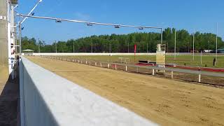Staffordshire Bull Terrier Racing